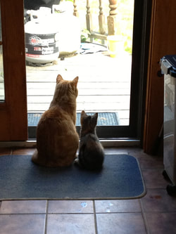 Cats at home waiting for veterinary visit Manchester NH